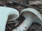 Szürke tölcsérgomba (Clitocybe nebularis), Somogy